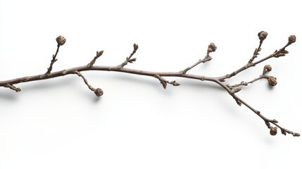 Branch with dormant buds awaiting spring growth