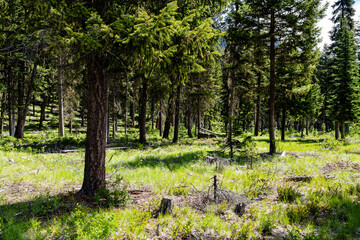 summer forest spruce trees in Canadian park sunny day