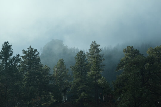 clouds and fog in the forest mountains - Powered by Adobe