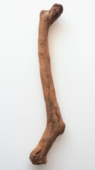 Weathered Brown Wooden Branch Isolated on White