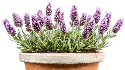 Fototapeta premium A terracotta pot filled with blooming lavender plants. The vibrant purple flowers contrast beautifully against the earthy pot and white background, creating a calming and aromatic image.