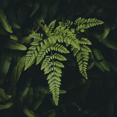 fern leaf in the forest