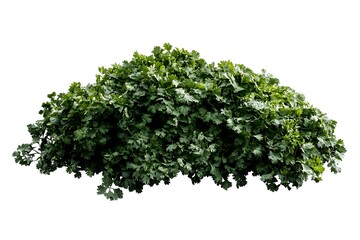 Obraz premium parsley in a bowl on a white background
