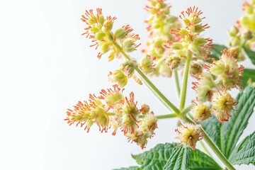 Native Australian red with flowers and leaves isolated on white background