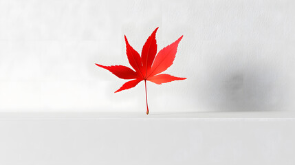 A single vibrant red maple leaf stands out against a stark white background.  Minimalist autumnal imagery, perfect for nature or seasonal themes.