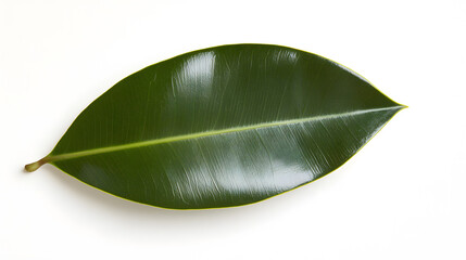 Fototapeta premium Single, vibrant green Ficus elastica leaf isolated on a white background. The leaf's texture and prominent central vein are clearly visible.