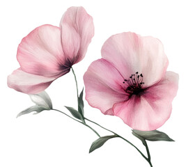 Zarte rosa Blumen im Aquarellstil, freigestellt.