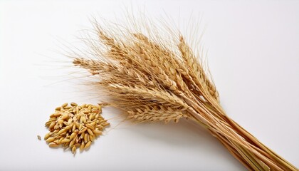 Golden wheat stalks and grains on a white background.
