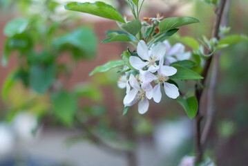 Peach tree flower in full blossom in spring!