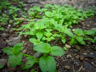 Clinopodium brownei, or Browne's savory, is a perennial with sprawling square stems and opposite leaves. This herb is heavily pubescent on the stem and inner and outer calyx.