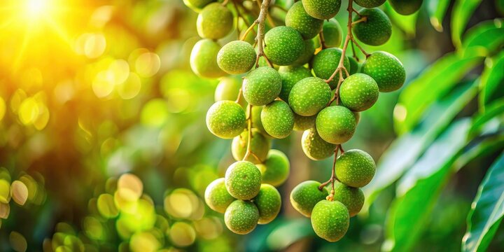 Langsat Fruit Tree, Thailand Tropical Fruits, Bokeh Photography, Green Langsat, Asian Fruit,  Exotic Fruit,  Summer Fruit, Delicious Langsat
