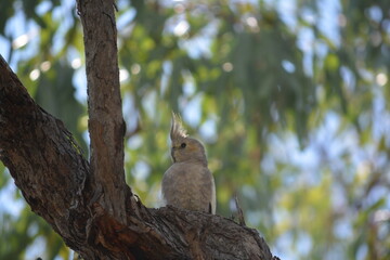 Outback QLD 