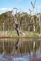 Serene water, trees at a swamp along the Murray River,  Australia
