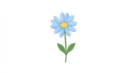 Blue daisy flower bloom, isolated, white background, spring design