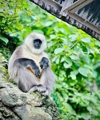 long tailed macaque