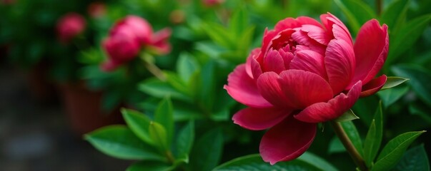 Obraz premium Delicate red peony blooms amidst lush green foliage, flowers, texture