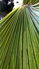 Close-up of a Macrozamia with long, narrow green leaves