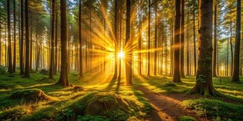 Obraz premium Sunrise Timelapse Photography: Magical Golden Hour Through Forest Trees