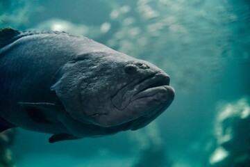 Giant grouper swims in the water 