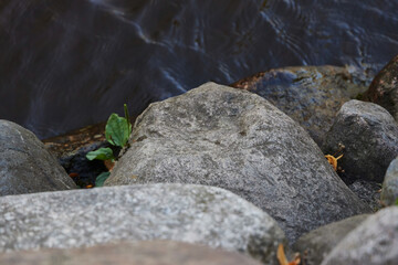 The Unparalleled Beauty of Nature Rocks Gracefully Positioned Next to Calm and Tranquil Water