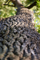 An Upward View of a Majestic, Tall Tree Trunk Captured in Beautiful Natural Light
