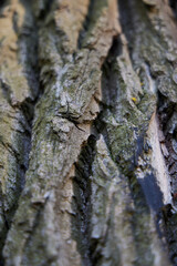 This is a CloseUp View of the Tree Bark Texture, Showcasing Rich Detail and Unique Natural Patterns