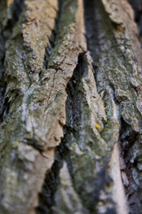 An UpClose Detailed View of the Textured Bark on a Tree Trunk in Natures Embrace