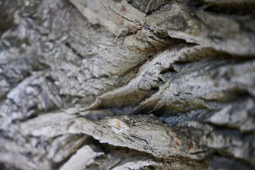 Closeup view of beautifully Textured Tree Bark, showcasing intricate details of nature