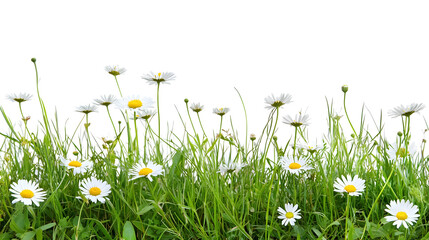 Grass dotted with white daisies contrasts against a white background.