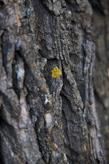A closeup view of textured tree bark revealing vibrant yellow lichen growing on its surface