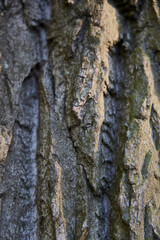 A CloseUp View of Textured Tree Bark Showcasing the Incredible Beauty of Nature in Detail