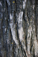 CloseUp View of Textured Tree Bark Showcasing Stunning Beautiful Natural Patterns and Details