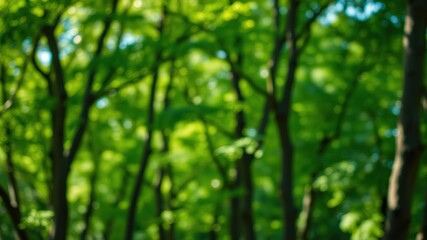 Obraz premium Abstract Nature Bokeh - Green Out-of-Focus Trees - Soft Colors - High Resolution