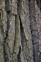 An InDepth and Detailed Texture of Tree Bark Showcasing Natures Unique Patterns and Colors