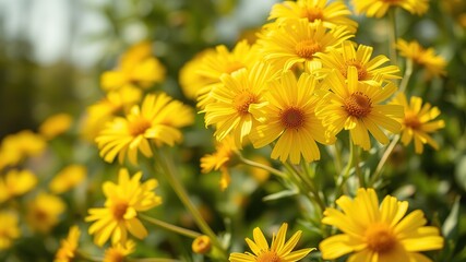 Summer Sunshine Yellow Flowers Burst of Bloom