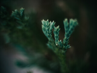 Green foliage