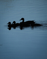 Silhouette of a duck and her baby ducks swimming in a calm lake at dawn during blue hour