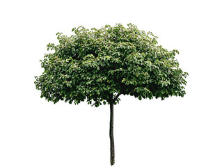 Fototapeta premium Lone Green Tree Standing Tall in Peaceful Grassy Meadow