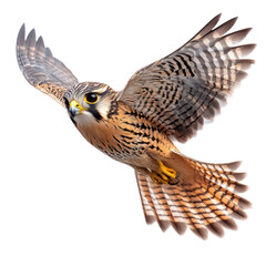 Obraz premium Majestic American Kestrel in Flight: A Stunning Wildlife Capture