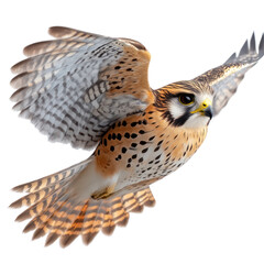 Obraz premium American Kestrel in Flight: A Stunning Display of Avian Grace