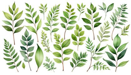 watercolor illustration invitation card wreath floral twigs rbs white greenery spring plant collection frame botanical leaf summer leaves dding olated forest branch background collection watercolor