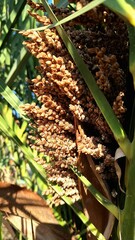 Close-up of a palm tree with green and brown leaves