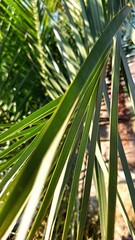 Close-up of a Macrozamia with long, narrow green leaves