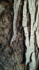 The rough texture of a tree trunk, part of which has gray bark