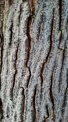 Texture of a gray tree with large cracks on it.