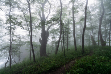 View of the ecological trail at the top of the Una-koz ridge of the Caucasus Mountains on a summer day in low cloud conditions, Dakhovskaya, Republic of Adygea, Russia