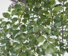Close-up of lilac leaves with veins and stems against white background, botanical art, essential oil plant, greenery