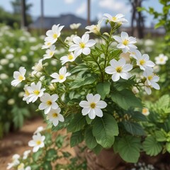 Obraz premium Close-up of white flowers on a flowering bush potato plant in an organic garden, potatoes, flowers, garden, agriculture