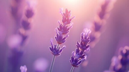 Obraz premium Beautiful Lavender Flowers in Soft Light During Sunset Glow