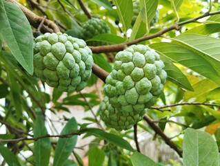 Annona squamosa or Custard apple still on the tree, attached to the branches, looks beautiful,...